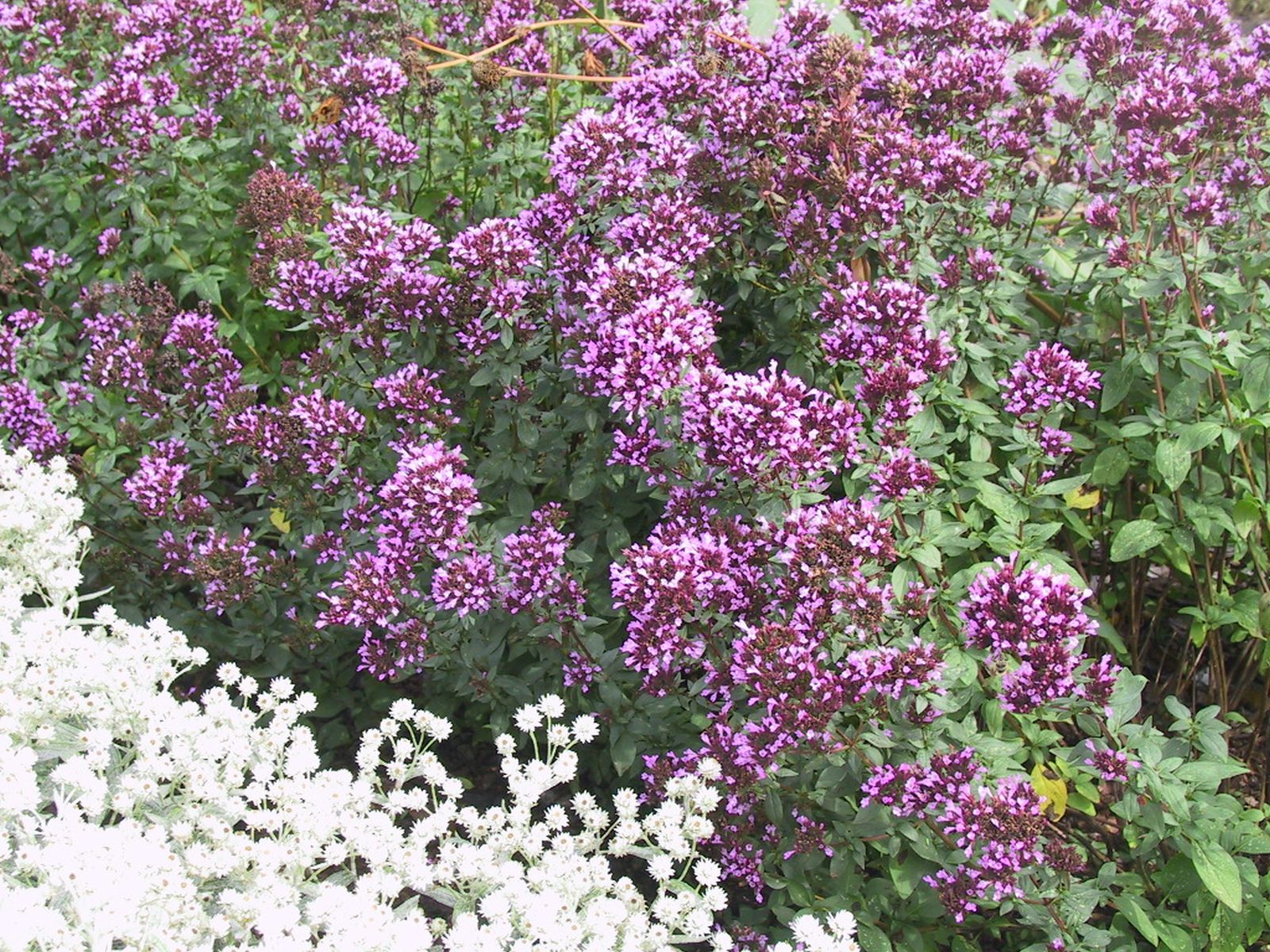 Origanum laevigatum 'Herrenhausen'