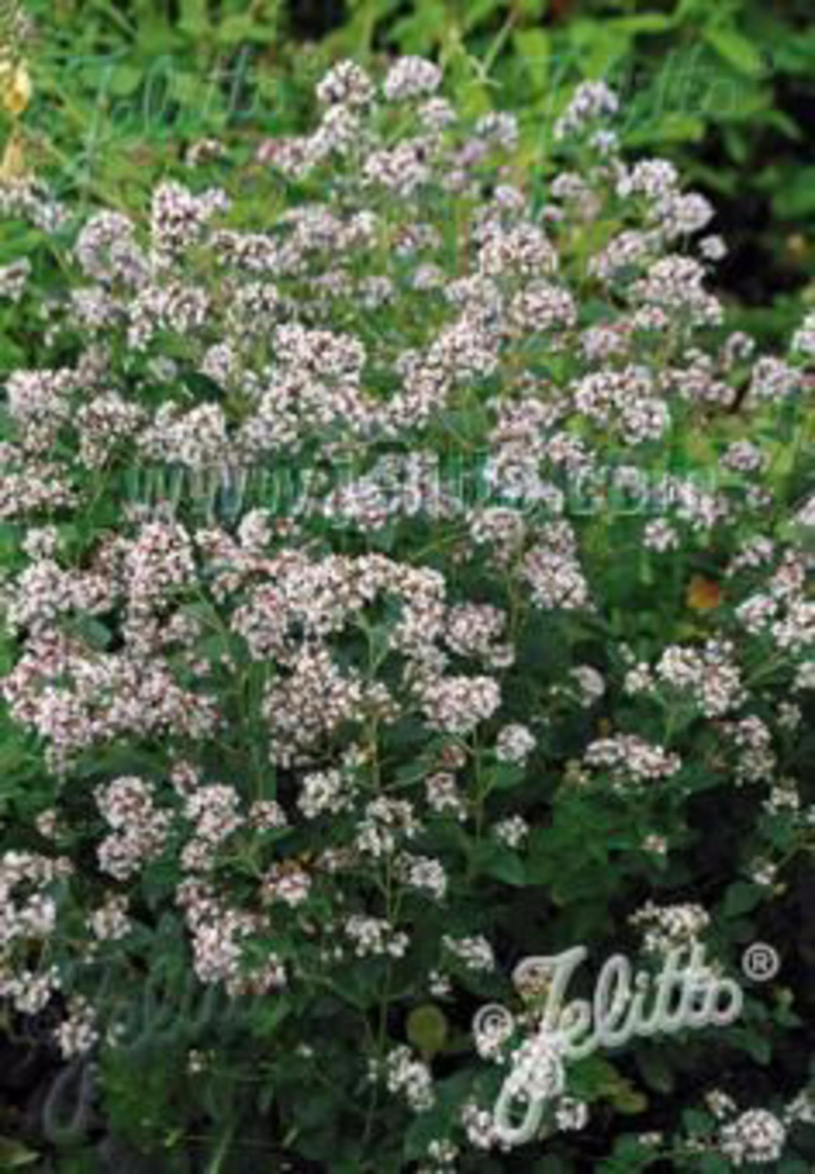 Origanum vulgare ssp. hirtum