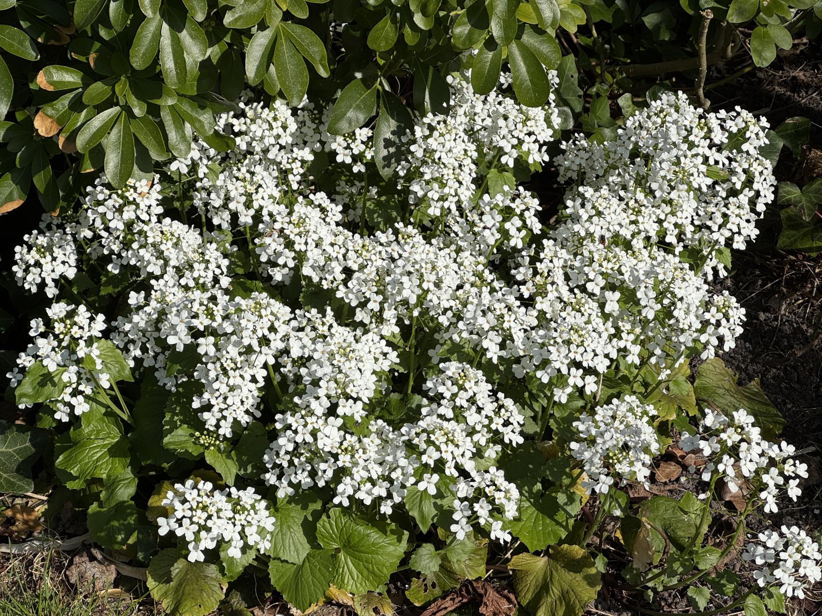Pachyphragma macrophylla