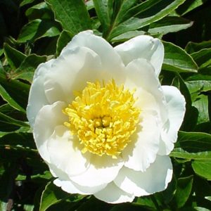 Paeonia lactiflora 'Jan van Leeuwen'
