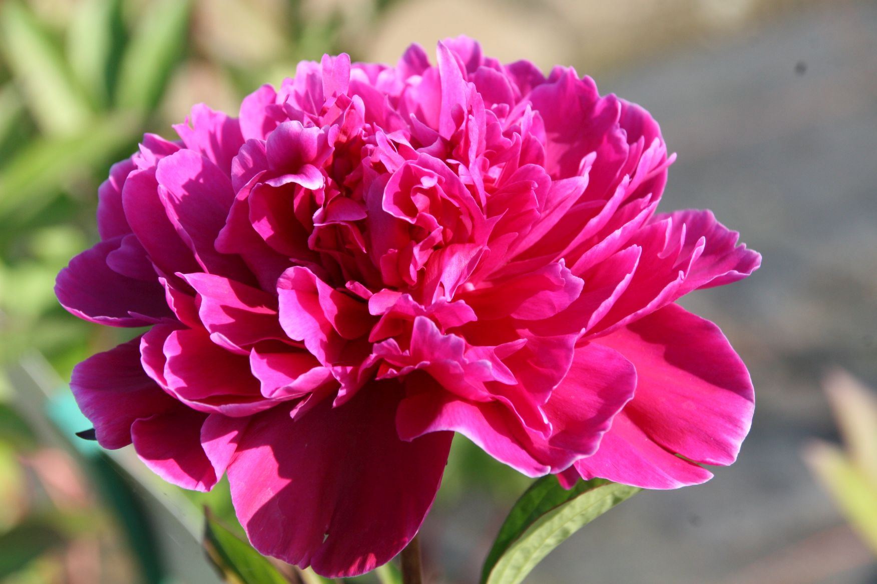 Paeonia lactiflora 'Karl Rosenfield'