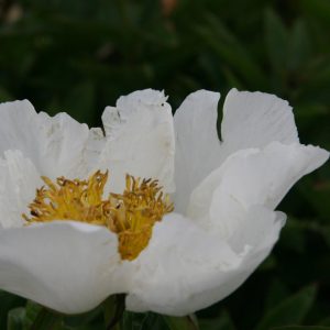 Paeonia lactiflora 'Krincled White'