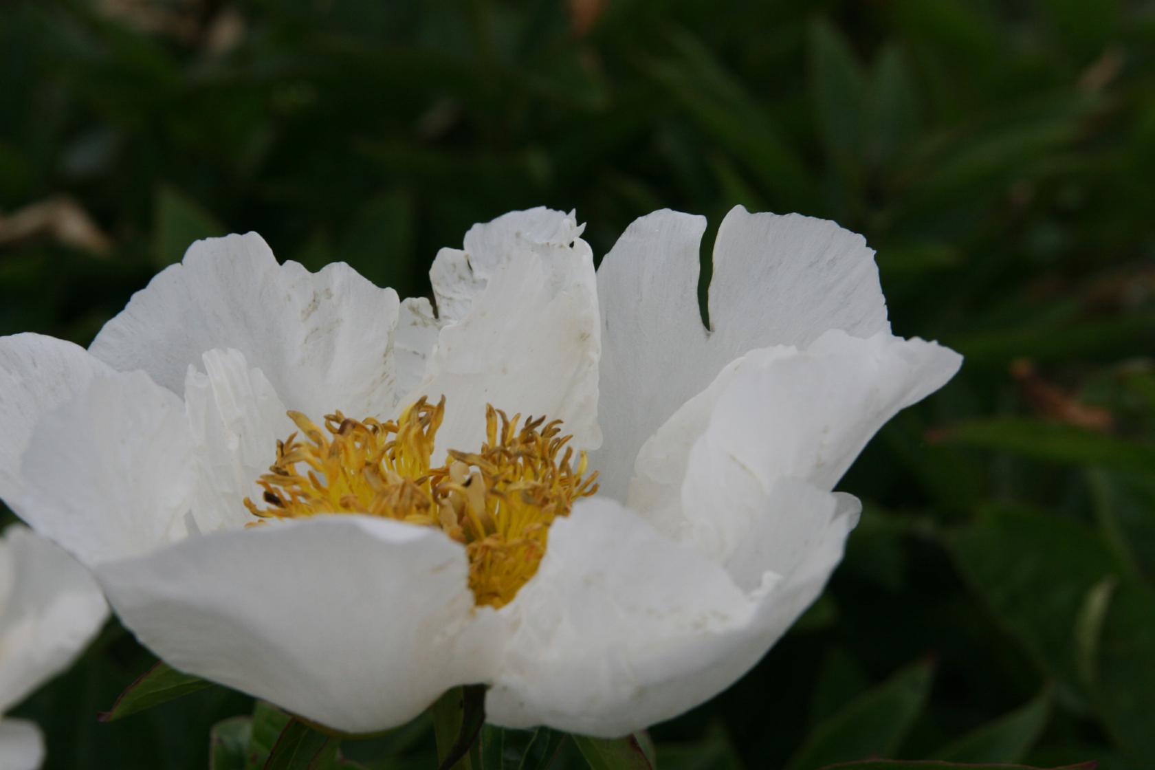 Paeonia lactiflora 'Krincled White'