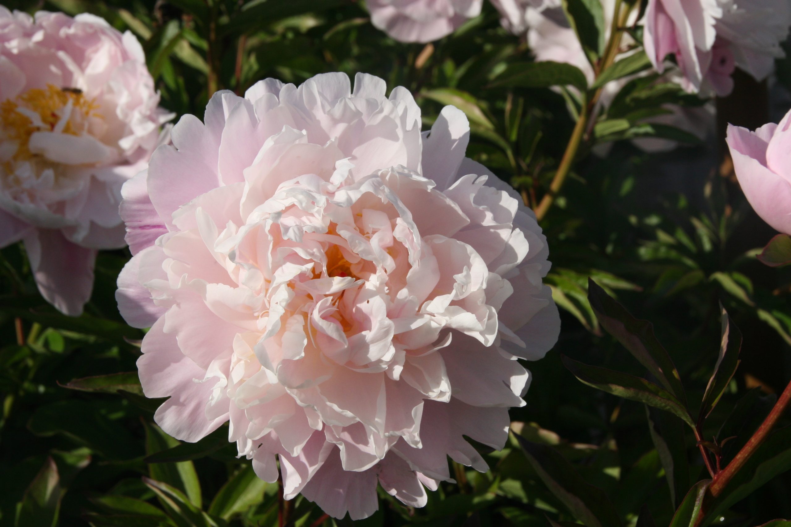 Paeonia lactiflora 'Lady Alexandra Duff'