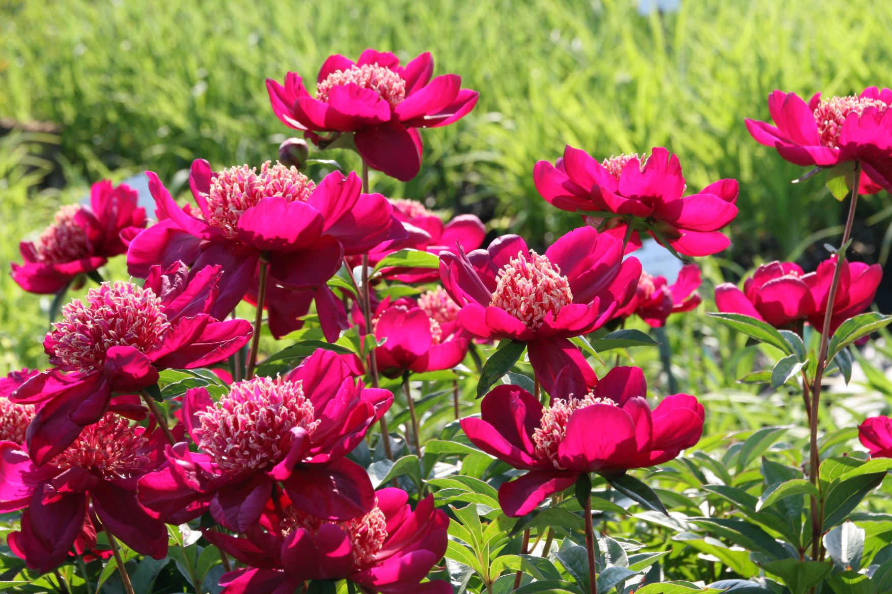 Paeonia lactiflora 'Nippon Beauty'