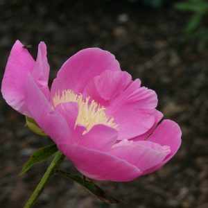 Paeonia lactiflora 'Wladyslawa'
