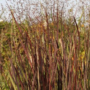 Panicum virgatum 'Heiliger Hain'