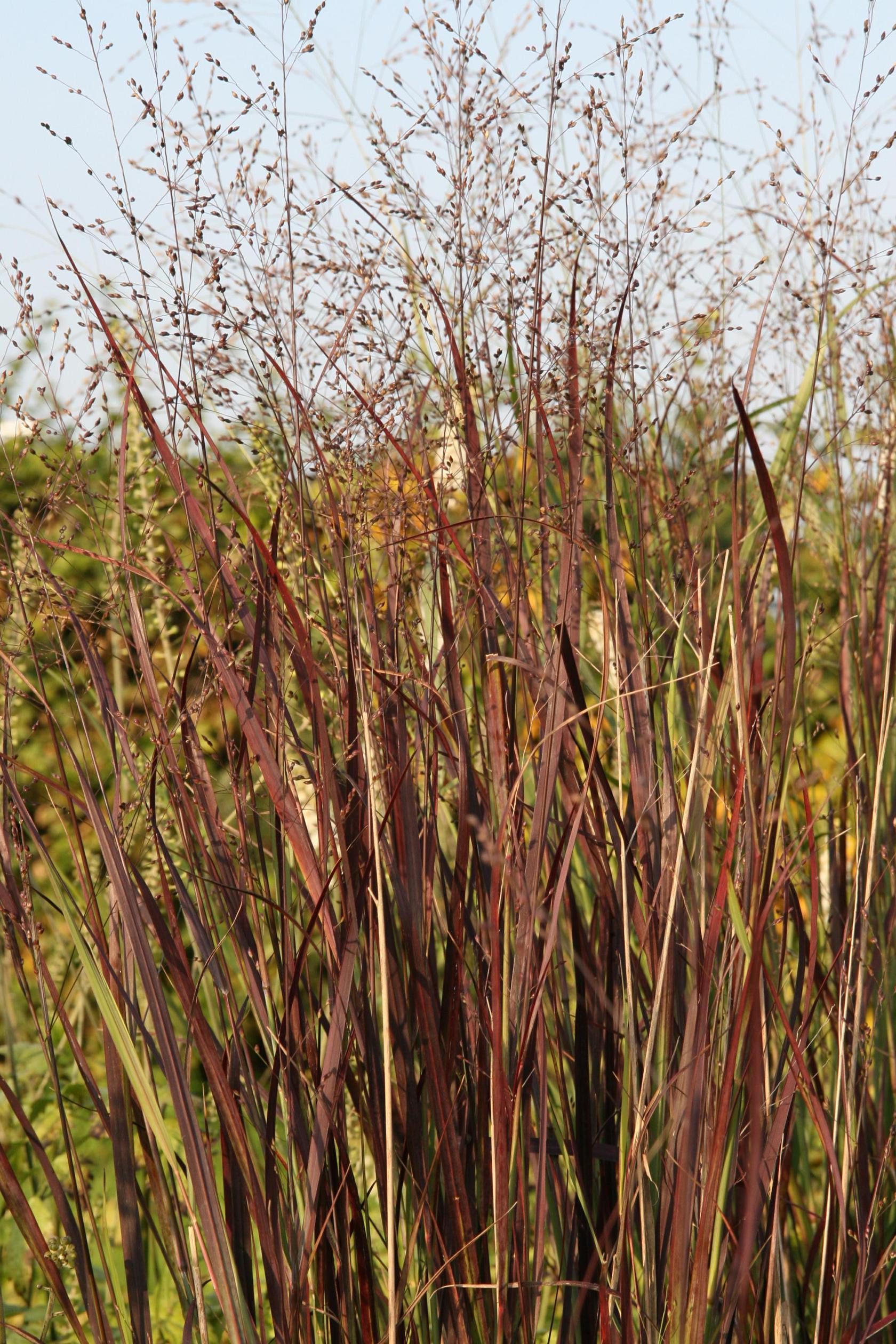 Panicum virgatum 'Heiliger Hain'