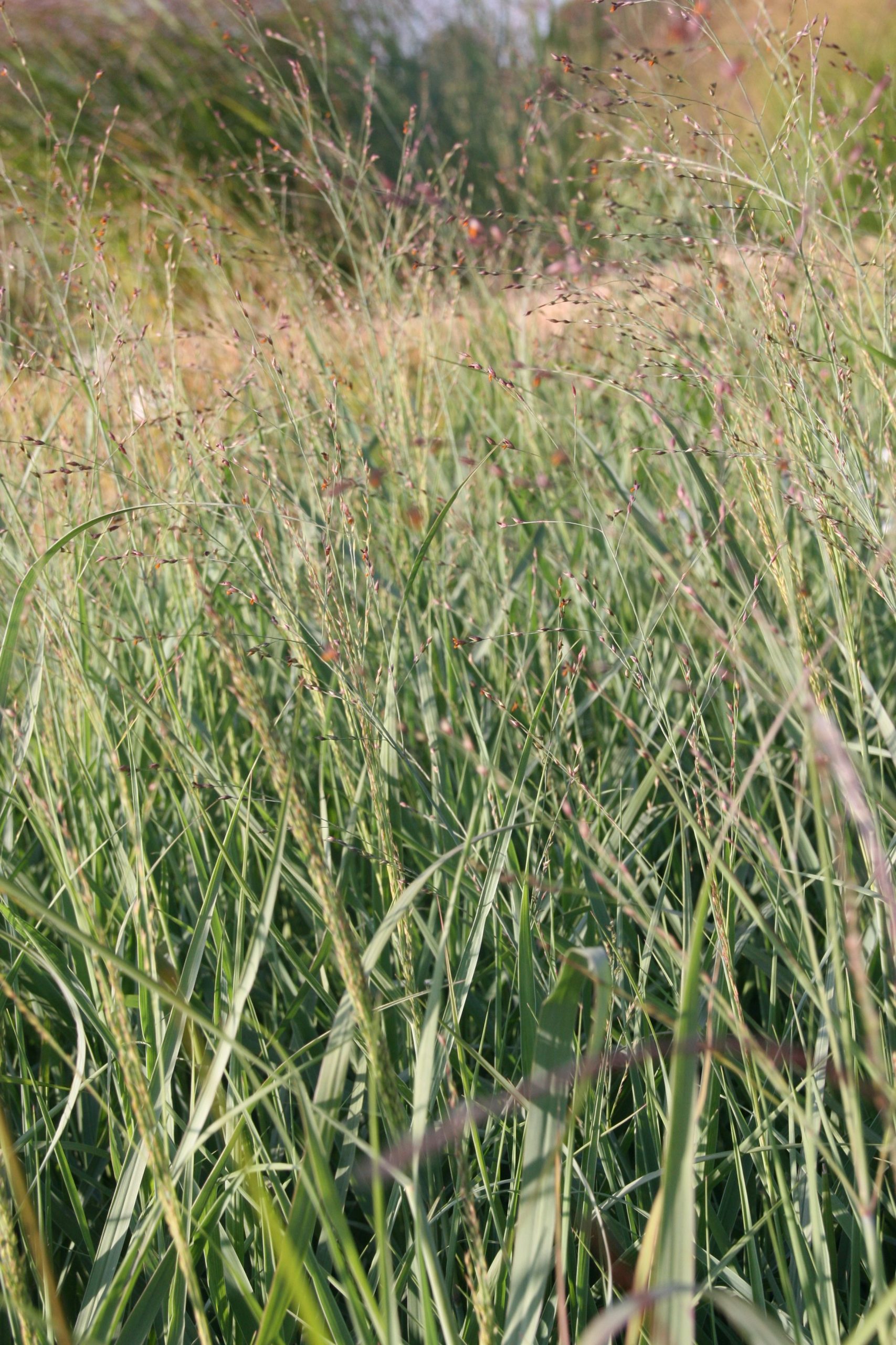 Panicum virgatum 'Prairie Sky'