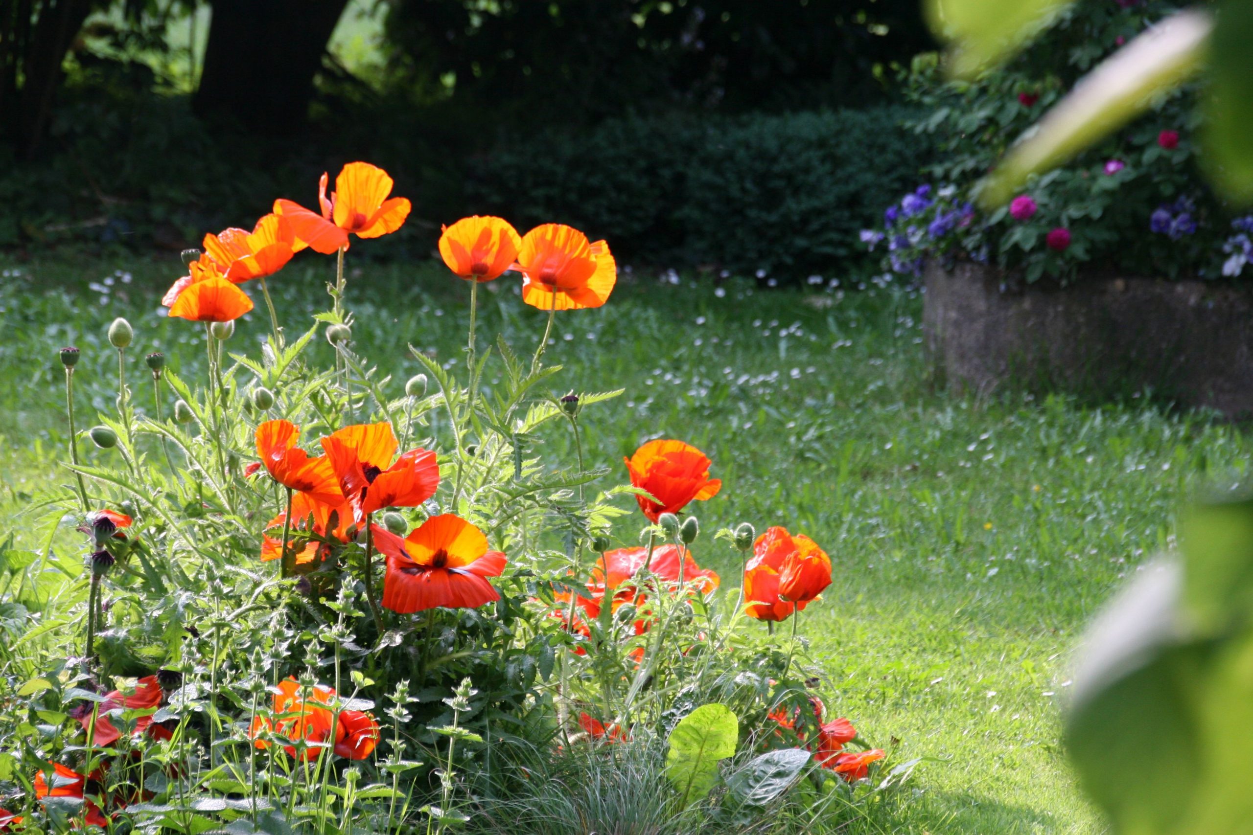 Papaver orientale 'Nana Allegro'