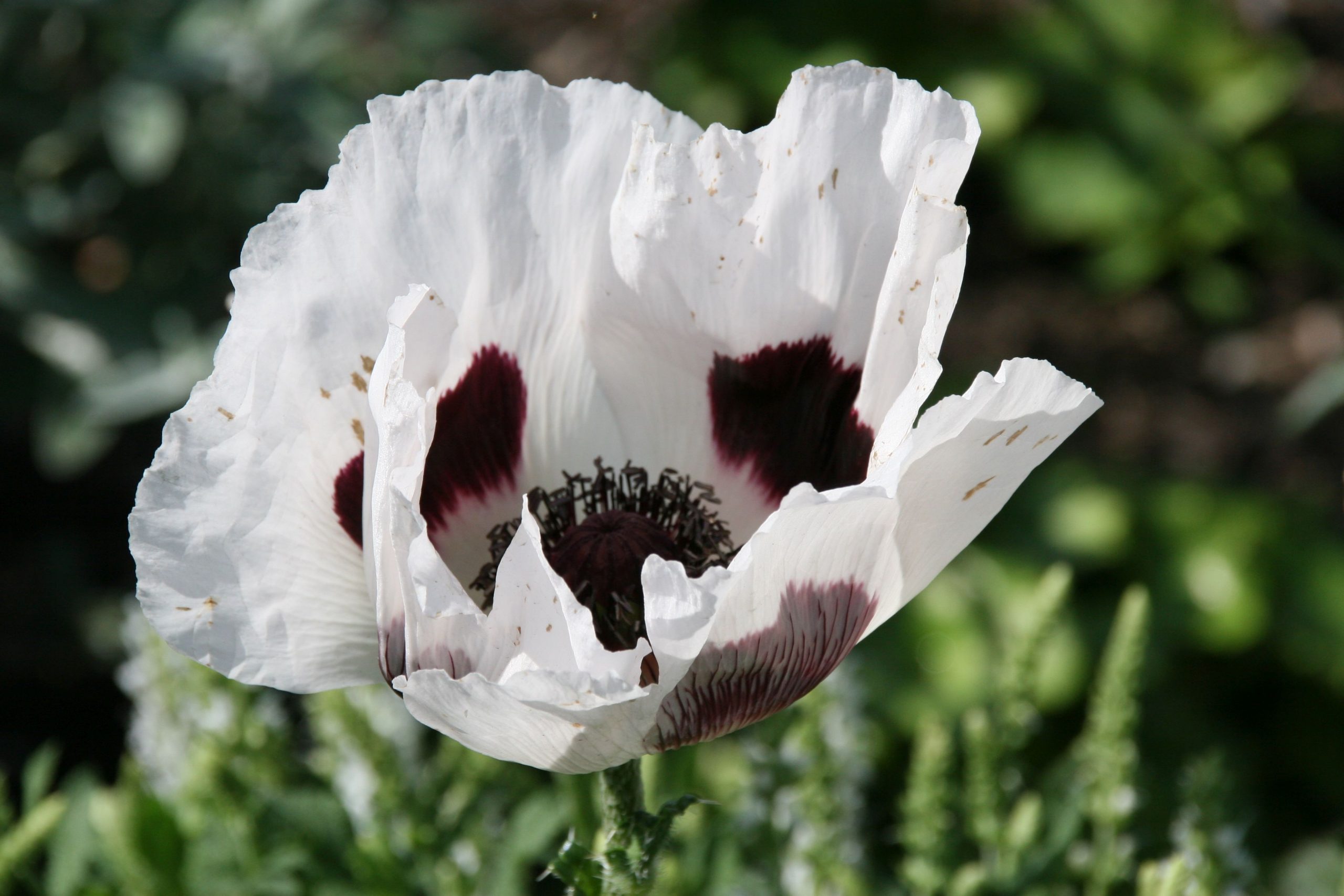 Papaver orientale 'Royal Wedding'
