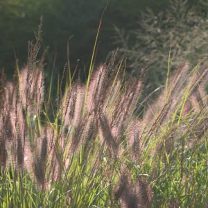 Pennisetum alopecuroides 'Herbstzauber'
