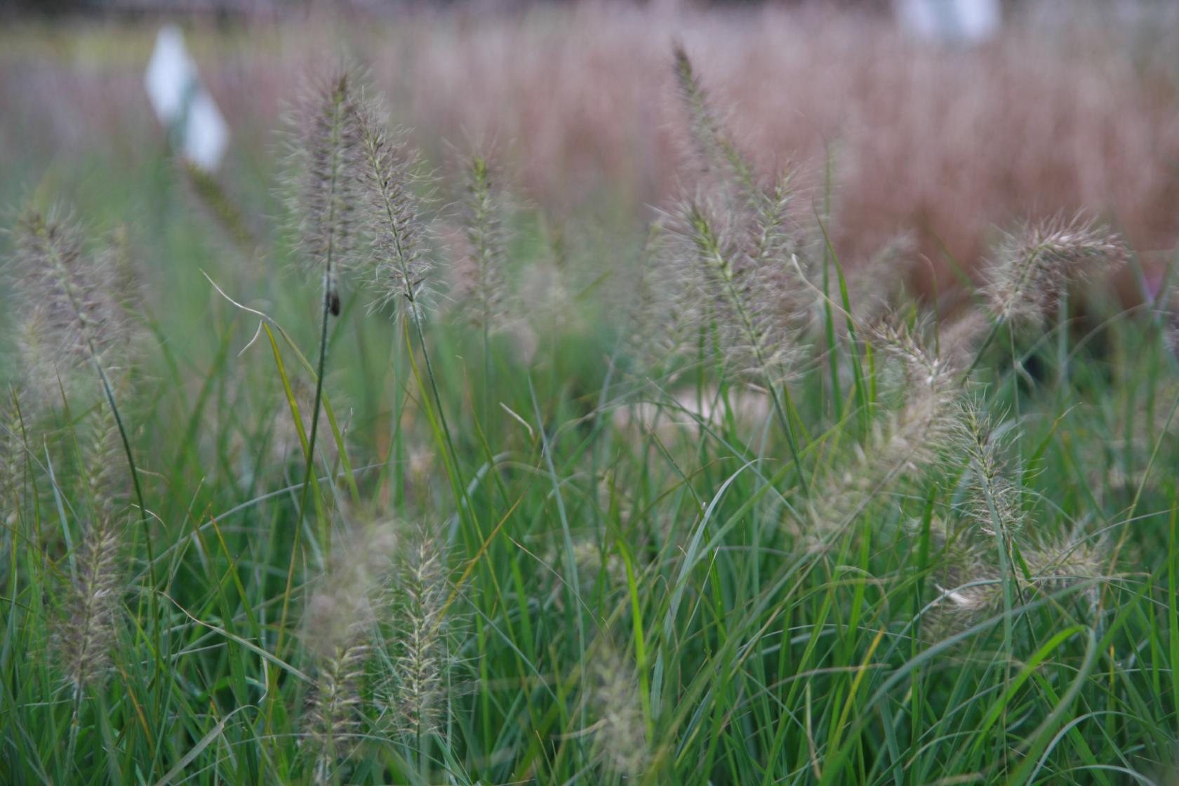 Pennisetum alopecuroides 'Hameln'