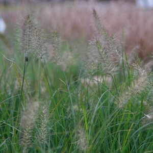 Pennisetum alopecuroides 'Hameln'