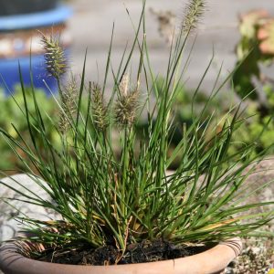 Pennisetum alopecuroides 'Little Bunny'
