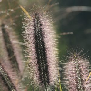Pennisetum alopecuroides 'Moudry'