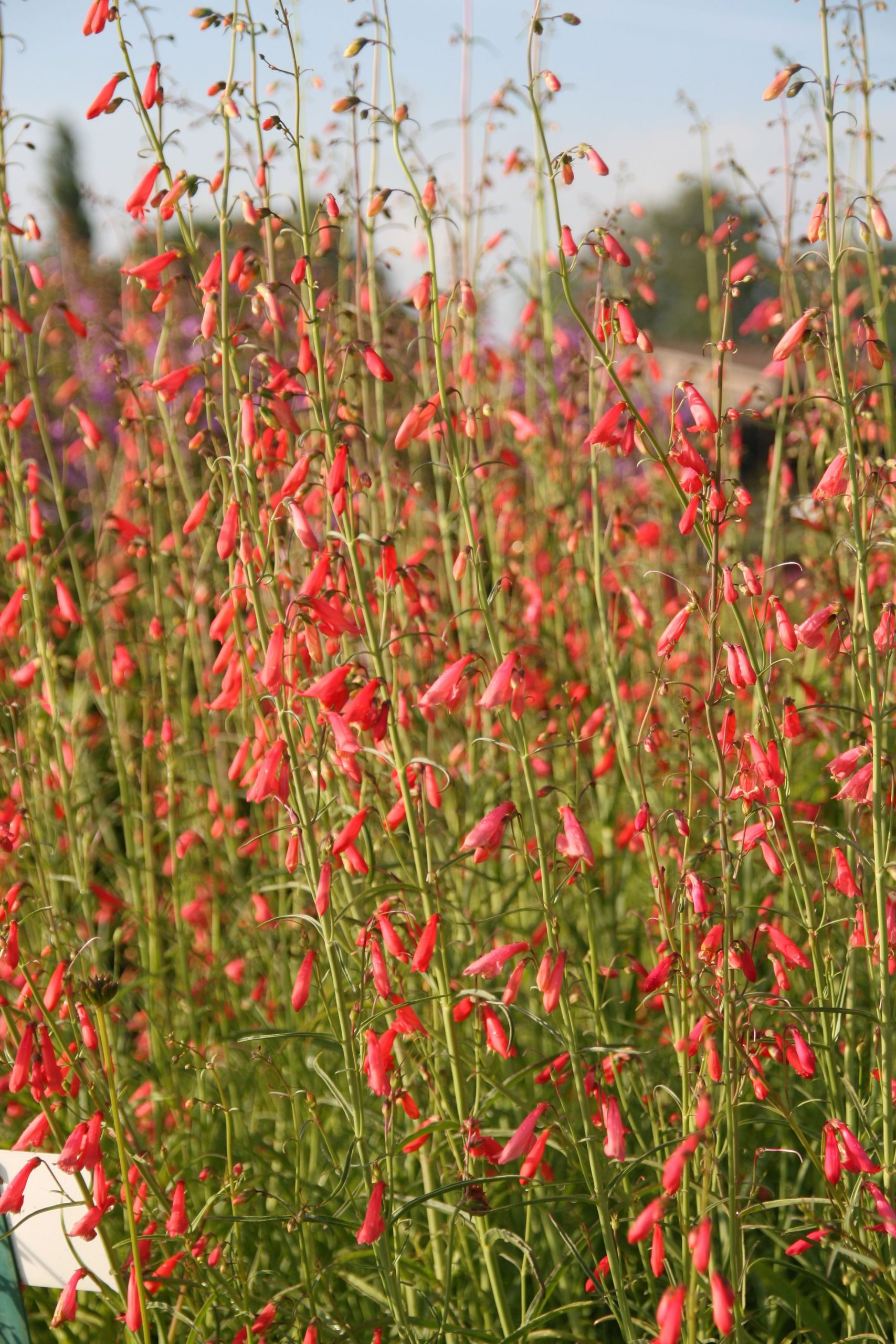 Penstemon barbatus 'Coccineus'