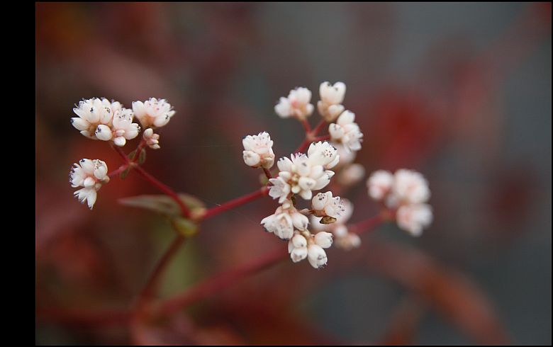 Persicaria microcephala 'Red Dragon'