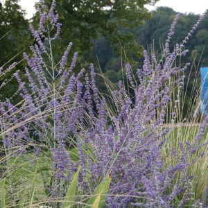 Perovskia atriplicifolia 'Blue Spire'
