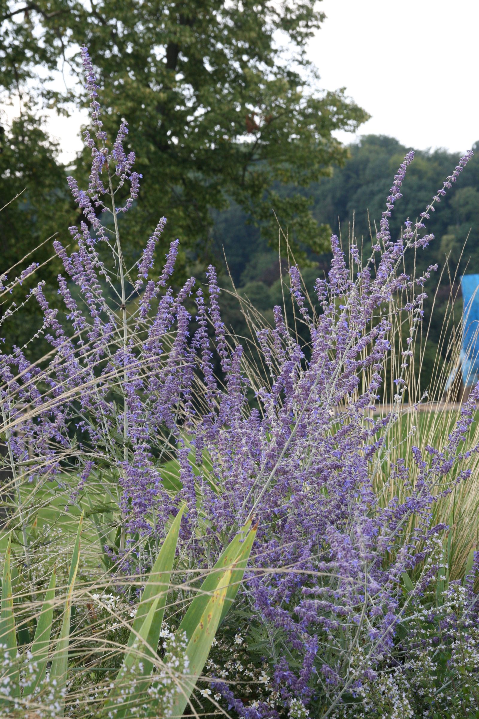 Perovskia atriplicifolia 'Blue Spire'