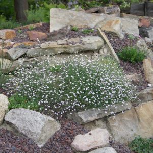 Petrorhagia saxifraga