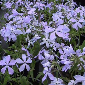 Phlox divaricata 'Clouds of Perfume'