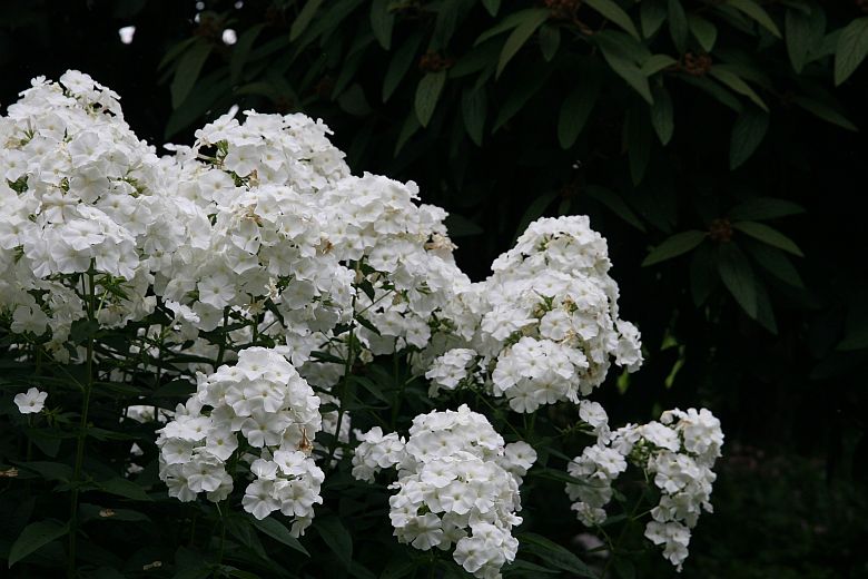 Phlox paniculata 'David'