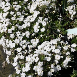 Phlox douglasii 'White Admiral