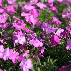 Phlox subulata 'Early Spring Purple'