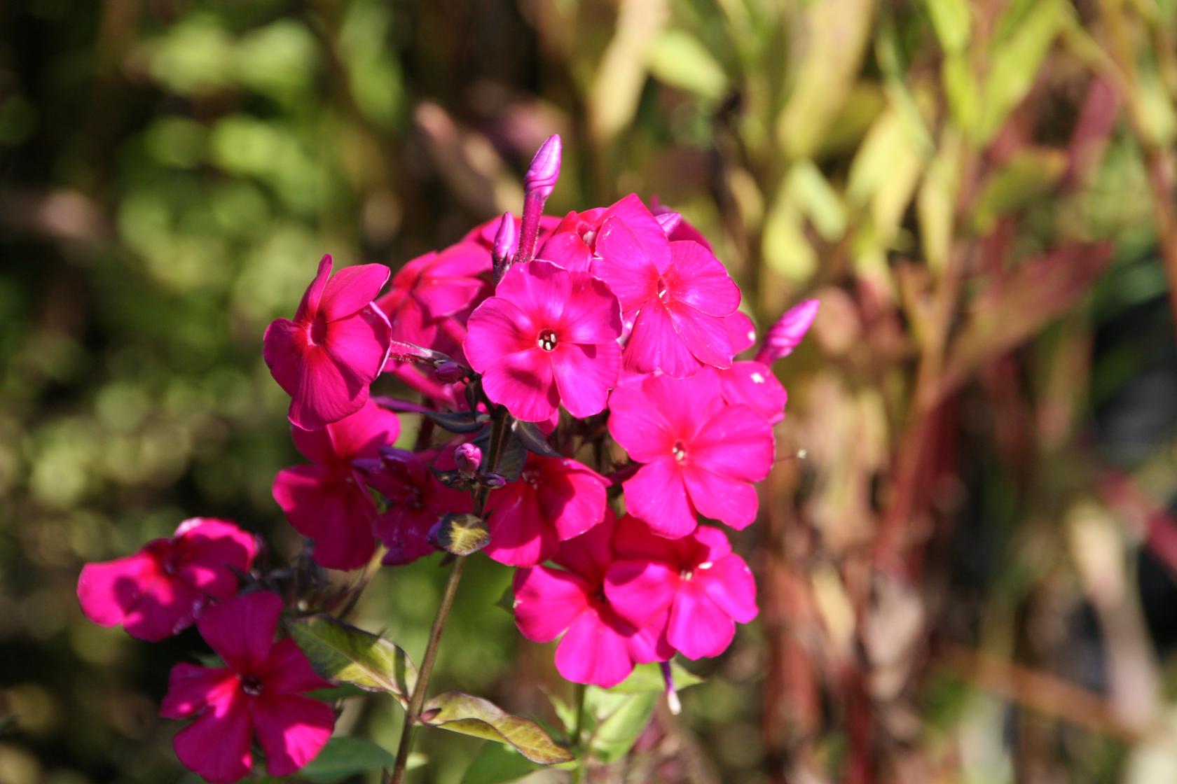 Phlox paniculata 'Kirchenfürst'
