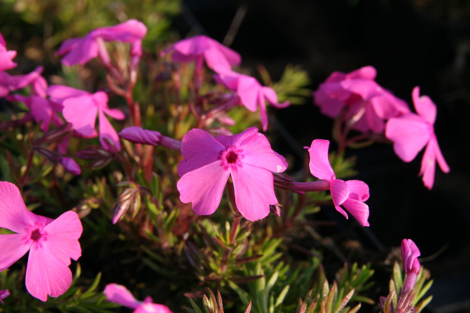 Phlox subulata 'Mac Daniels Cushion'