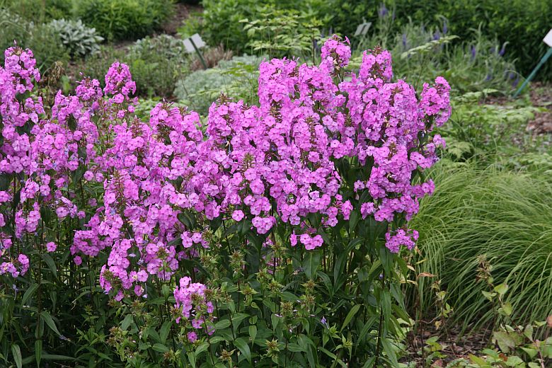 Phlox maculata 'Rosalinde'