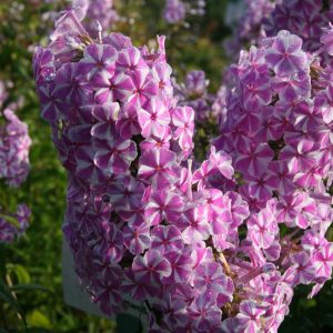 Phlox maculata 'Natascha'