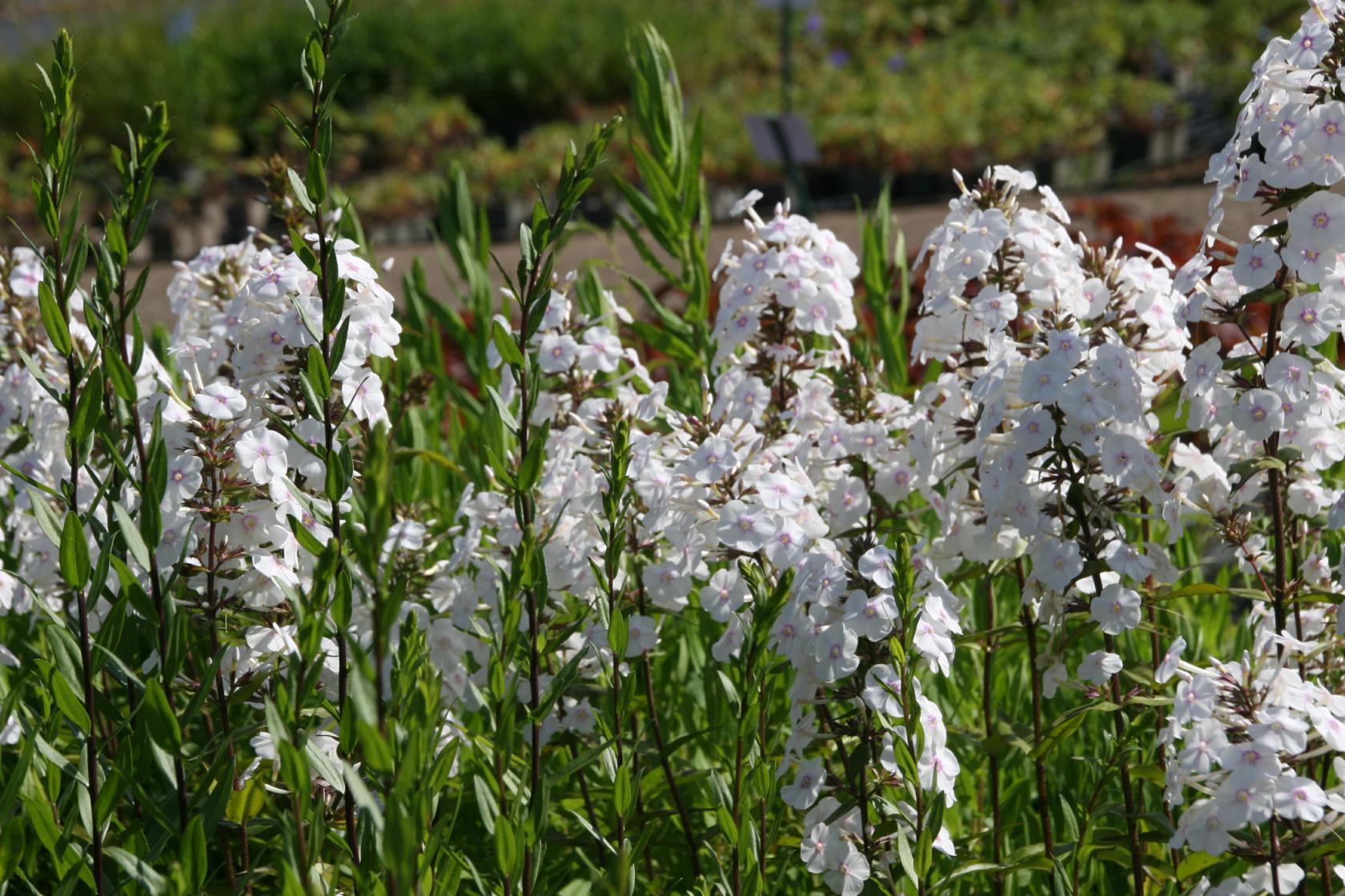 Phlox maculata 'Schneelawine'