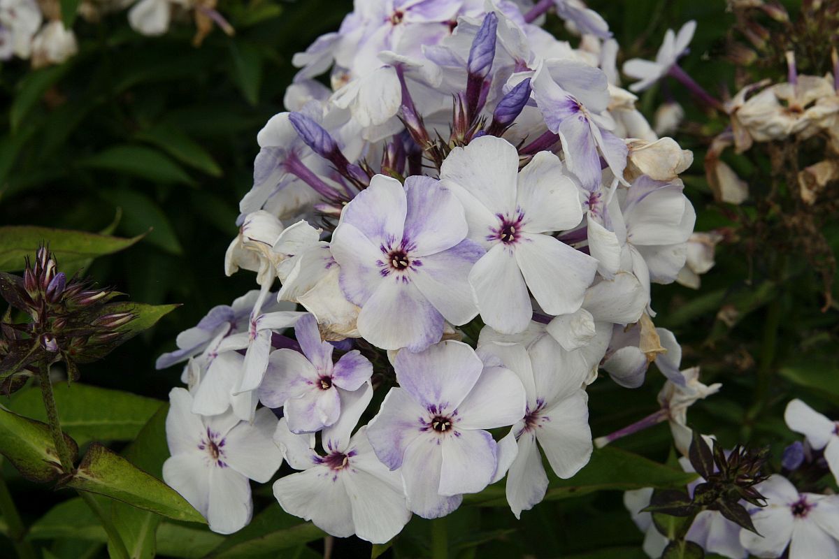 Phlox pan.Flame-Ser. 'Marine Flame' (S)