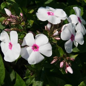 Phlox paniculata 'Graf Zeppelin'