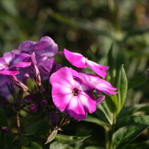 Phlox paniculata 'Uspech' (Laura)