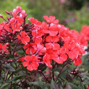 Phlox paniculata 'Starfire'