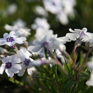 Phlox subulata 'Bavaria'