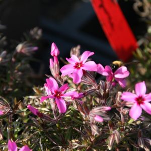 Phlox subulata 'Atropurpurea'