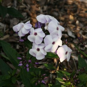 Phlox paniculata 'Violetta Gloriosa'