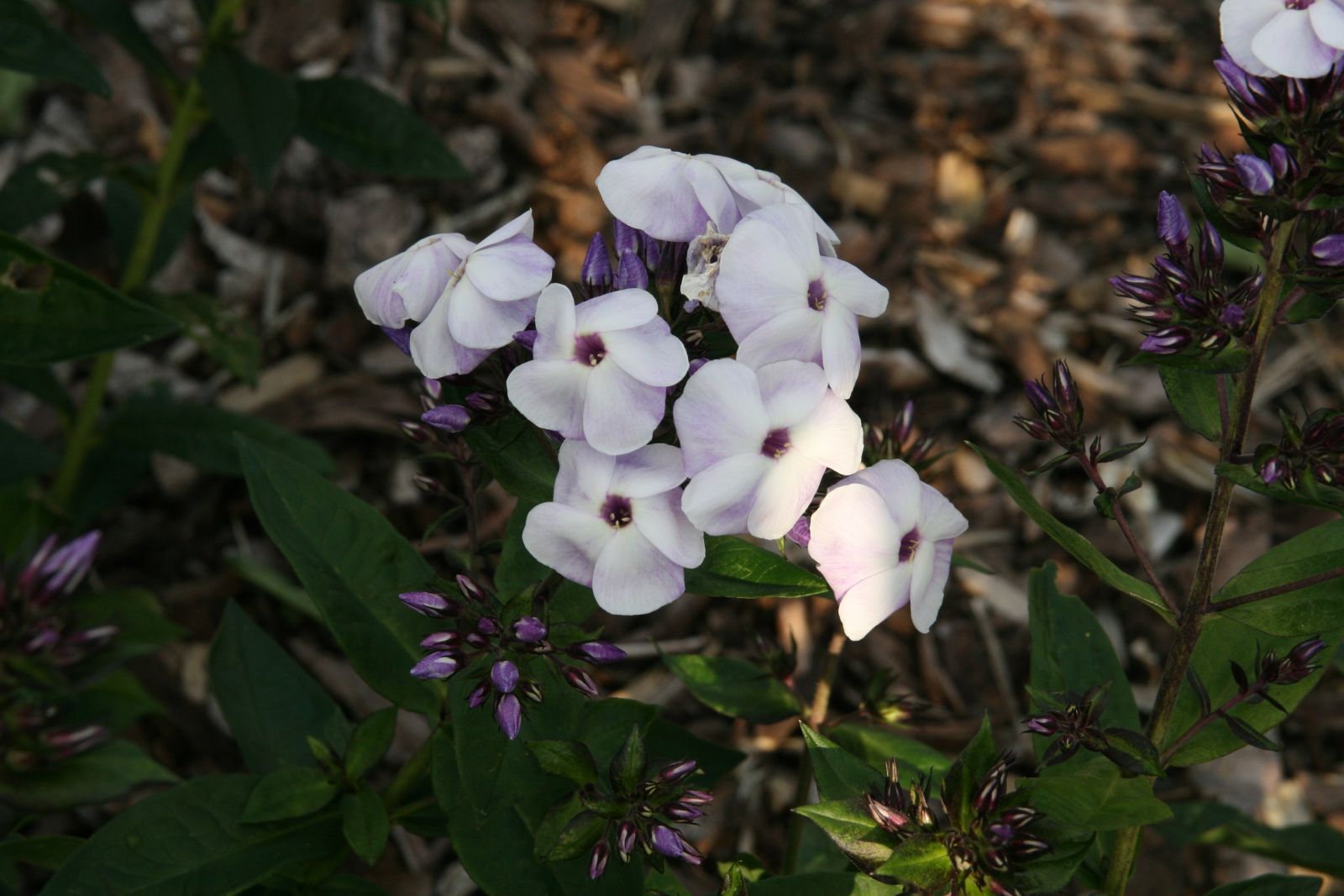 Phlox paniculata 'Violetta Gloriosa'