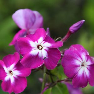 Phlox paniculata 'Wennschondennschon'