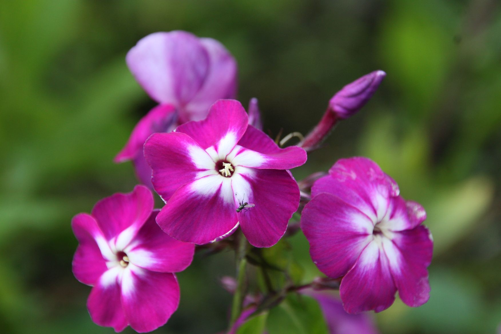 Phlox paniculata 'Wennschondennschon'