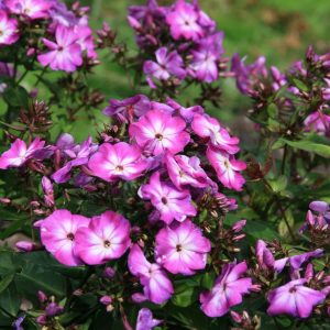 Phlox paniculata 'Wilhelm Kesselring'