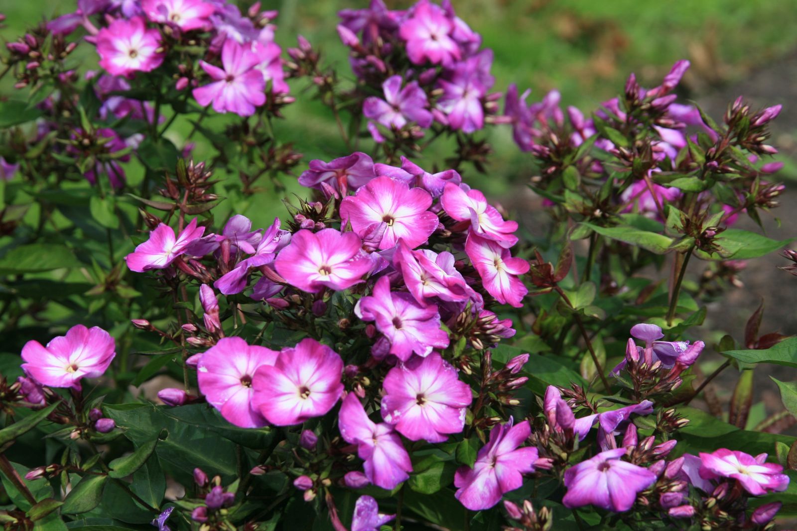 Phlox paniculata 'Wilhelm Kesselring'