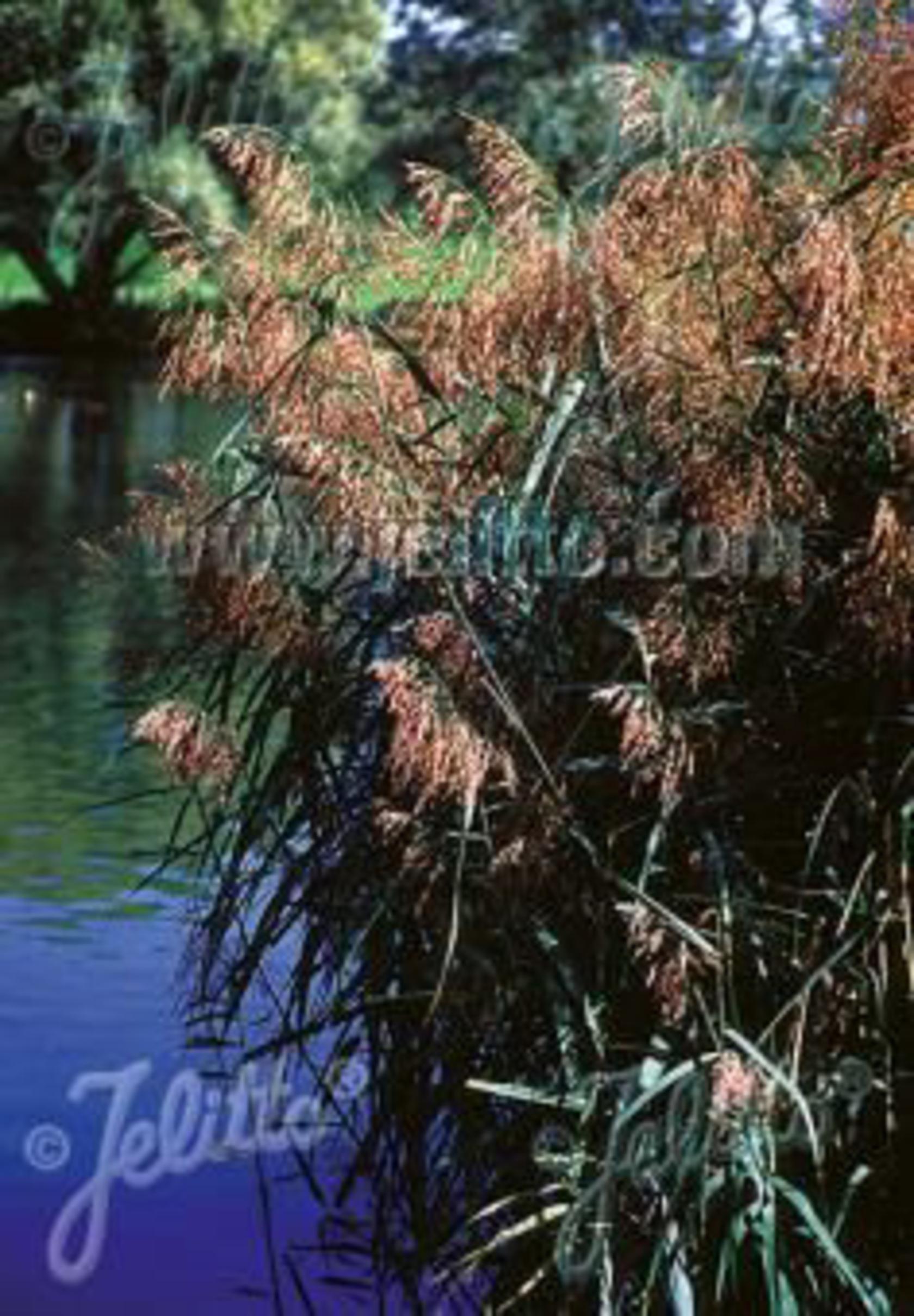 Phragmites australis