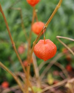 Physalis alkekengi var.franchetii 'Gigantea'
