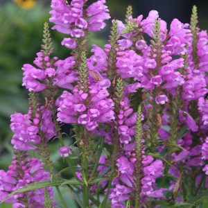 Physostegia virginiana 'Vivid'