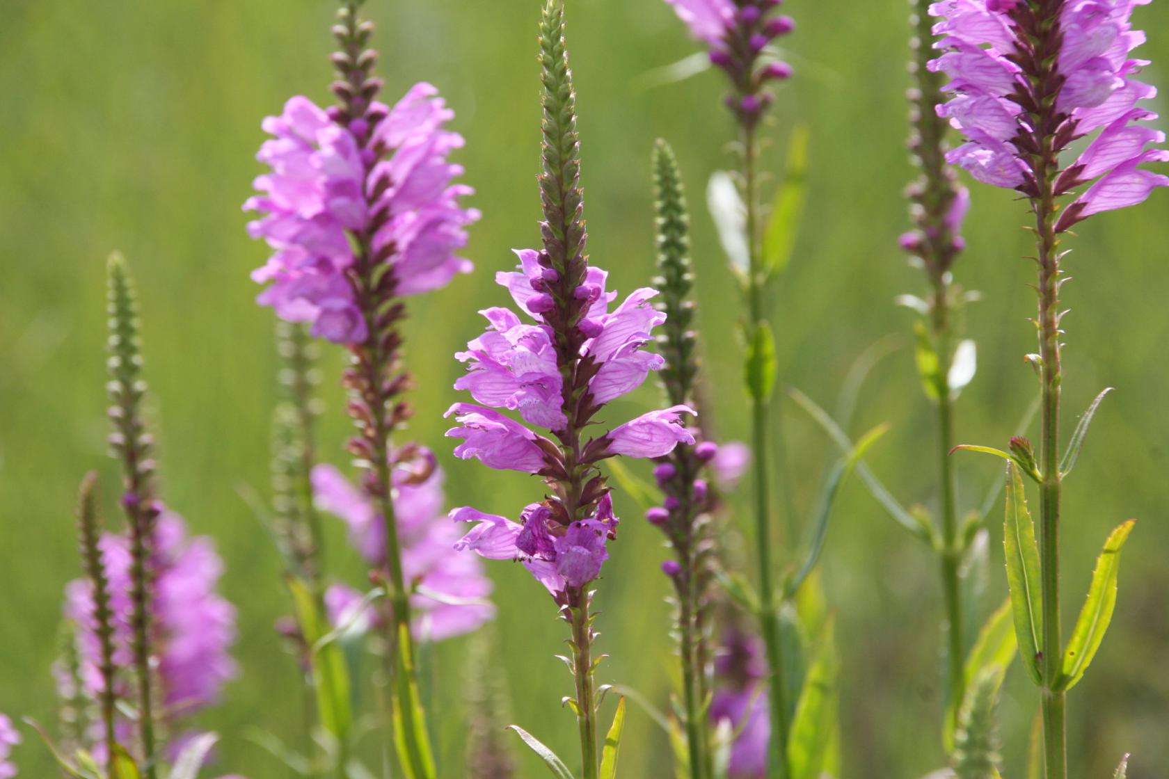 Physostegia virginiana 'Red Beauty'